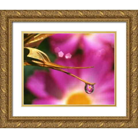 OR, Cosmos flower reflecting in dewdrop Gold Ornate Wood Framed Art Print with Double Matting by Terrill, Steve