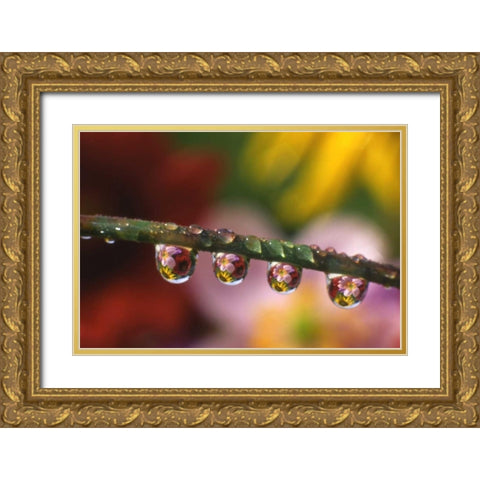 OR, Flower reflecting in dewdrops on grass Gold Ornate Wood Framed Art Print with Double Matting by Terrill, Steve