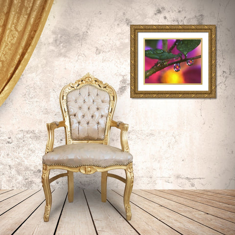OR, Cosmos reflecting in dewdrop on a rose Gold Ornate Wood Framed Art Print with Double Matting by Terrill, Steve