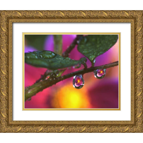 OR, Cosmos reflecting in dewdrop on a rose Gold Ornate Wood Framed Art Print with Double Matting by Terrill, Steve