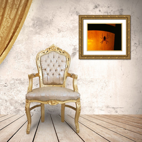 OR, Silhouette of European garden spider Gold Ornate Wood Framed Art Print with Double Matting by Terrill, Steve