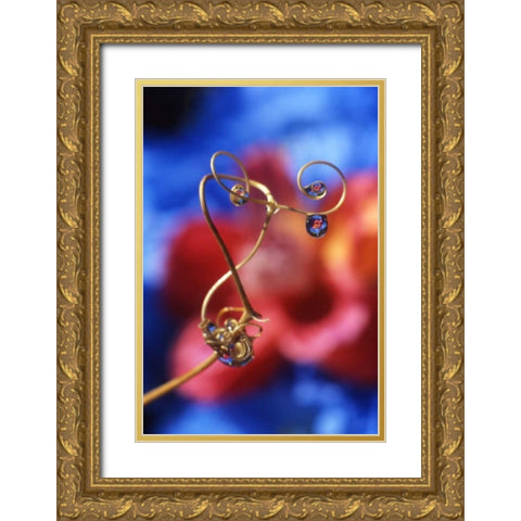 OR, Dewdrops on sweet pea tendril reflect flowers Gold Ornate Wood Framed Art Print with Double Matting by Terrill, Steve