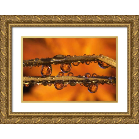 OR, Dewdrops reflecting Japanese maple leaves Gold Ornate Wood Framed Art Print with Double Matting by Terrill, Steve