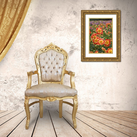 Oregon Field of dahlia flowers on Swan Island Gold Ornate Wood Framed Art Print with Double Matting by Rotenberg, Nancy
