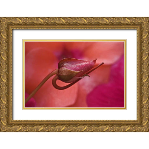 USA, Oregon Close-up of ose bud with dew Gold Ornate Wood Framed Art Print with Double Matting by Rotenberg, Nancy