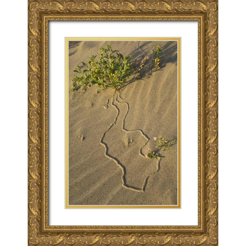 OR, Beetle tracks and flowers growing in sand Gold Ornate Wood Framed Art Print with Double Matting by Rotenberg, Nancy