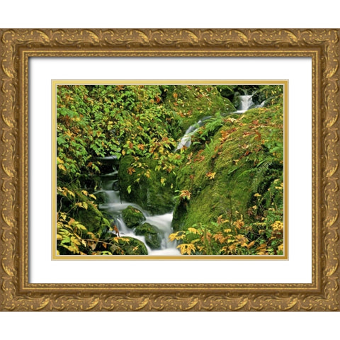 OR, Brookings Verdant stream along the Redwoods Gold Ornate Wood Framed Art Print with Double Matting by Welling, Dave