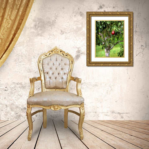 OR, Hood River Valley Bartlett pear in orchard Gold Ornate Wood Framed Art Print with Double Matting by Terrill, Steve
