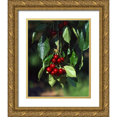 OR, Mosier Bing cherries ready for picking Gold Ornate Wood Framed Art Print with Double Matting by Terrill, Steve