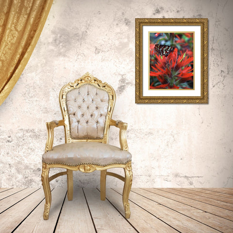OR, Mt Hood NF Checkerspot butterfly on flower Gold Ornate Wood Framed Art Print with Double Matting by Terrill, Steve