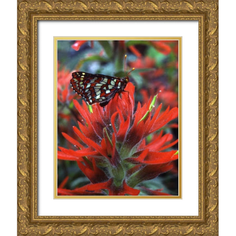 OR, Mt Hood NF Checkerspot butterfly on flower Gold Ornate Wood Framed Art Print with Double Matting by Terrill, Steve