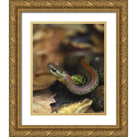 Oregon, Multnomah County Garter snake in garden Gold Ornate Wood Framed Art Print with Double Matting by Terrill, Steve