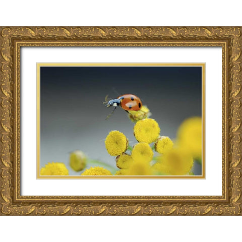 OR, Multnomah Co Ladybug on yellow tansy flower Gold Ornate Wood Framed Art Print with Double Matting by Terrill, Steve
