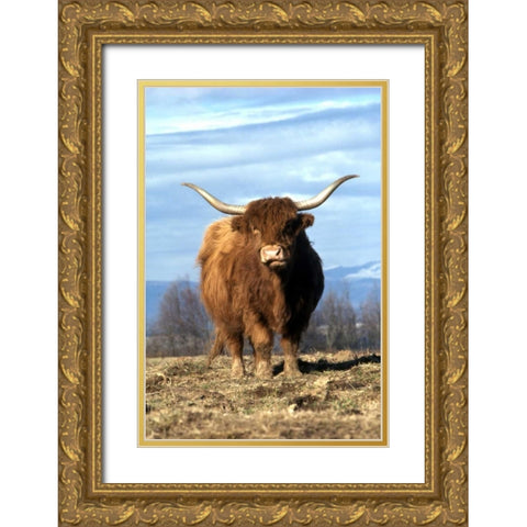 OR, Multnomah Co, Highland cow on ranch Gold Ornate Wood Framed Art Print with Double Matting by Terrill, Steve