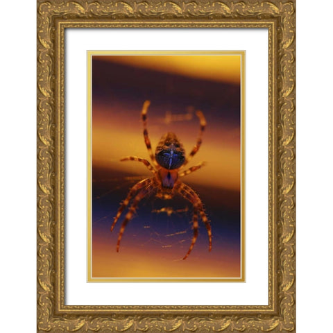 OR, Portland Common garden spider illuminated Gold Ornate Wood Framed Art Print with Double Matting by Terrill, Steve