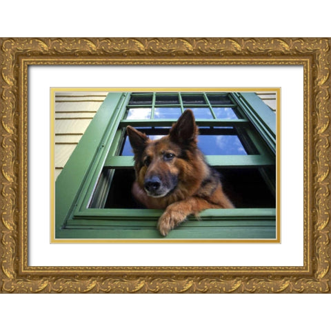 OR, Portland Griff the long-hair German shepherd Gold Ornate Wood Framed Art Print with Double Matting by Terrill, Steve