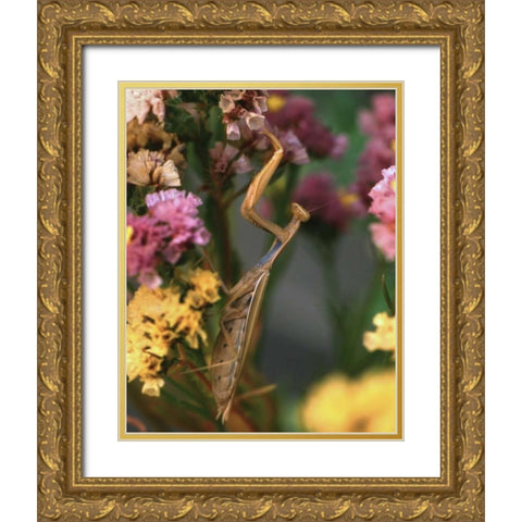 OR, Portland Praying mantis on statice plant Gold Ornate Wood Framed Art Print with Double Matting by Terrill, Steve