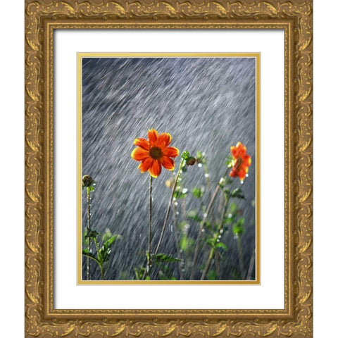 OR, Portland Sunlight on dahlia flower Gold Ornate Wood Framed Art Print with Double Matting by Terrill, Steve