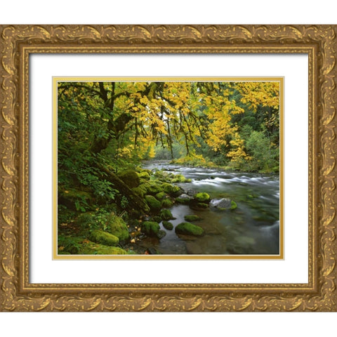 OR, Willamette Bigleaf maple by McKenzie River Gold Ornate Wood Framed Art Print with Double Matting by Terrill, Steve