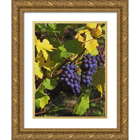OR, Willamette Valley Pinot noir grapes Gold Ornate Wood Framed Art Print with Double Matting by Terrill, Steve
