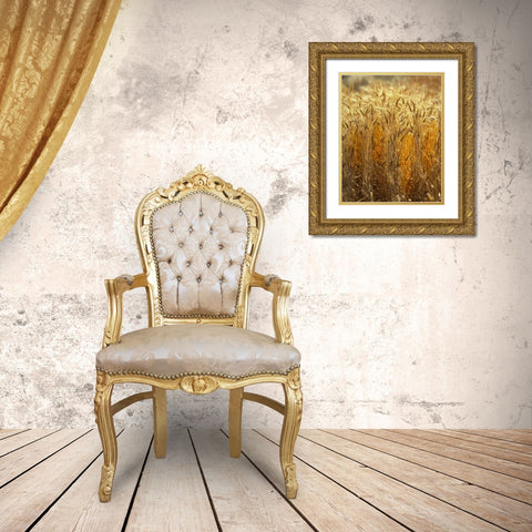 OR, Willamette Valley Ripe Wheat stalks Gold Ornate Wood Framed Art Print with Double Matting by Terrill, Steve