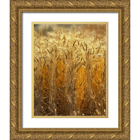 OR, Willamette Valley Ripe Wheat stalks Gold Ornate Wood Framed Art Print with Double Matting by Terrill, Steve