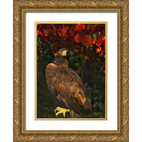 USA, Oregon Portrait of red-tailed hawk Gold Ornate Wood Framed Art Print with Double Matting by Terrill, Steve