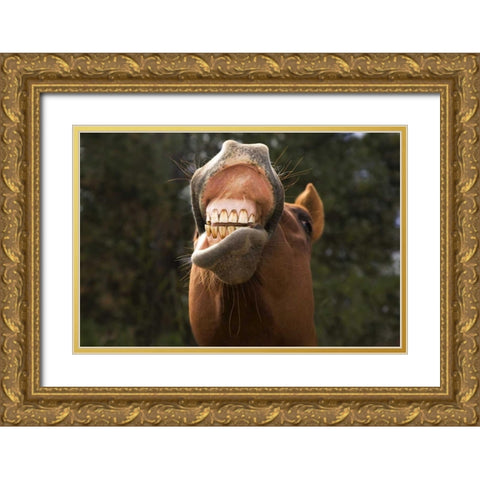 OR, Seneca A horse showing his teeth Gold Ornate Wood Framed Art Print with Double Matting by Kaveney, Wendy