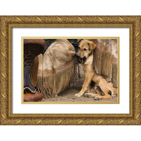OR, Seneca A puppy chewing cowboys chaps Gold Ornate Wood Framed Art Print with Double Matting by Kaveney, Wendy