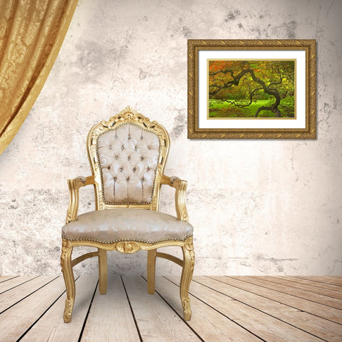 OR, Salem Dramatically contorted Japanese maple Gold Ornate Wood Framed Art Print with Double Matting by Paulson, Don