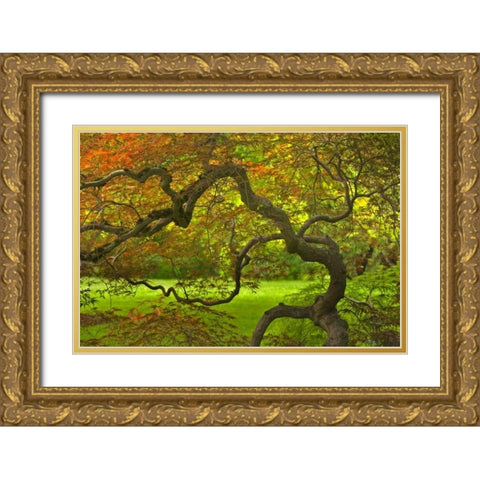 OR, Salem Dramatically contorted Japanese maple Gold Ornate Wood Framed Art Print with Double Matting by Paulson, Don