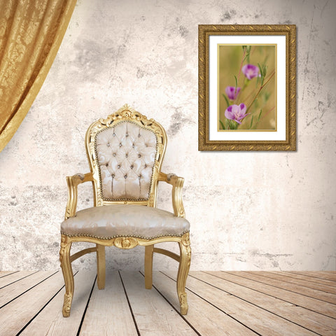 Oregon, Medford Farewell-to-spring wildflowers Gold Ornate Wood Framed Art Print with Double Matting by Paulson, Don