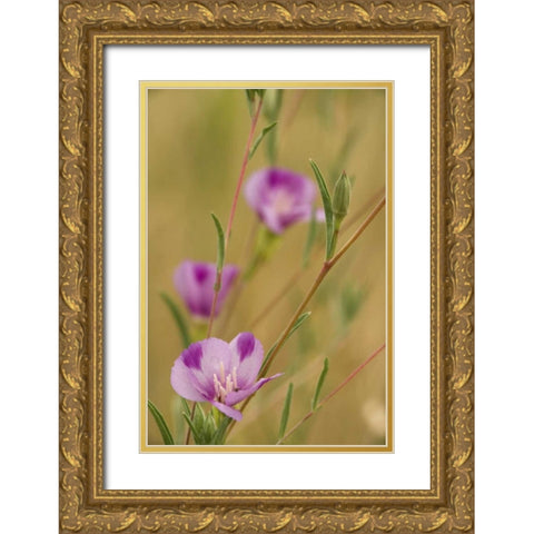 Oregon, Medford Farewell-to-spring wildflowers Gold Ornate Wood Framed Art Print with Double Matting by Paulson, Don