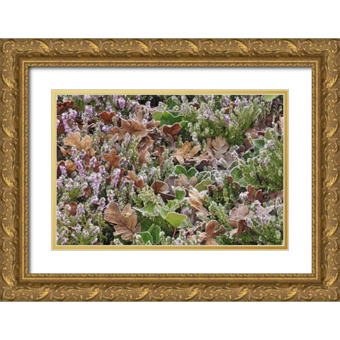 OR, Portland Frost on heather shrub in garden Gold Ornate Wood Framed Art Print with Double Matting by Terrill, Steve