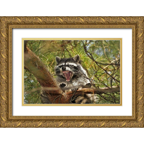 OR, Portland Raccoon yawns in a tree limb Gold Ornate Wood Framed Art Print with Double Matting by Terrill, Steve