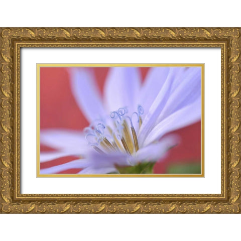 Oregon, Portland Close-up of wild chicory flower Gold Ornate Wood Framed Art Print with Double Matting by Terrill, Steve