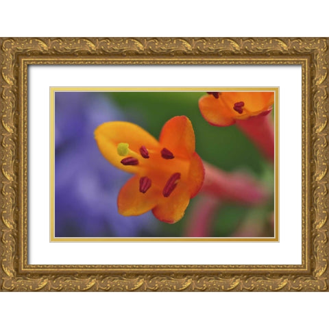 Oregon, Portland Coral honeysuckle flowers Gold Ornate Wood Framed Art Print with Double Matting by Terrill, Steve