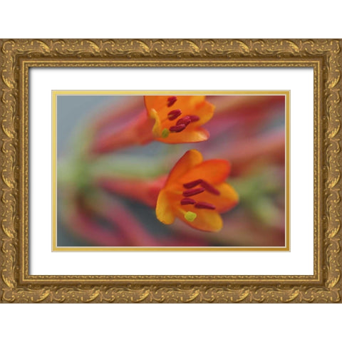 Oregon, Portland Coral honeysuckle flowers Gold Ornate Wood Framed Art Print with Double Matting by Terrill, Steve