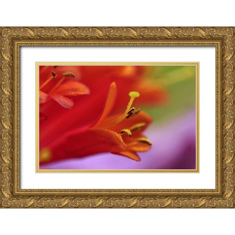 Oregon, Portland Coral honeysuckle flowers Gold Ornate Wood Framed Art Print with Double Matting by Terrill, Steve