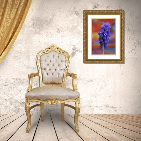 Oregon, Portland Blue grape hyacinth flower Gold Ornate Wood Framed Art Print with Double Matting by Terrill, Steve