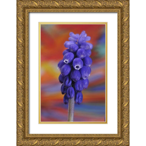 Oregon, Portland Blue grape hyacinth flower Gold Ornate Wood Framed Art Print with Double Matting by Terrill, Steve