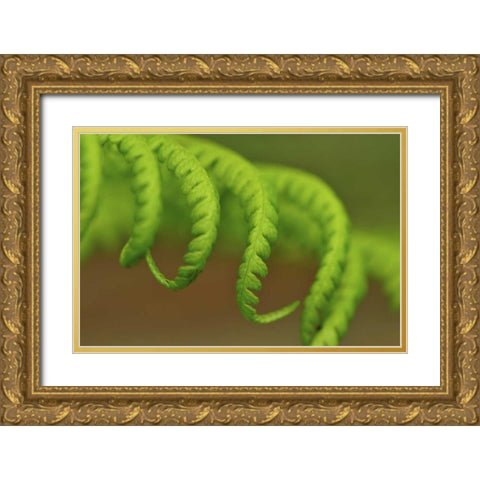 Oregon, Mt Hood NF Lady fern leaves unfurling Gold Ornate Wood Framed Art Print with Double Matting by Terrill, Steve