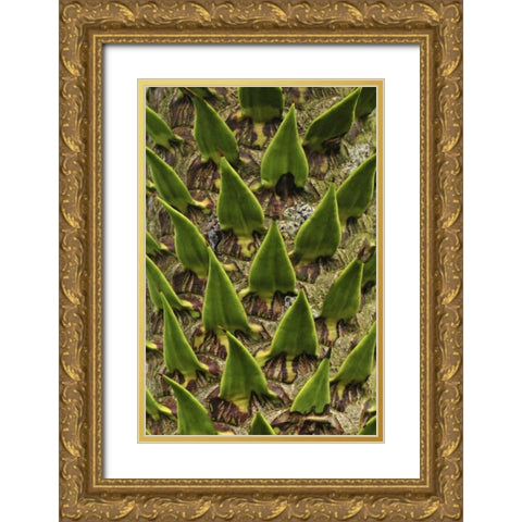 Oregon, Portland Trunk of monkey puzzle tree Gold Ornate Wood Framed Art Print with Double Matting by Terrill, Steve