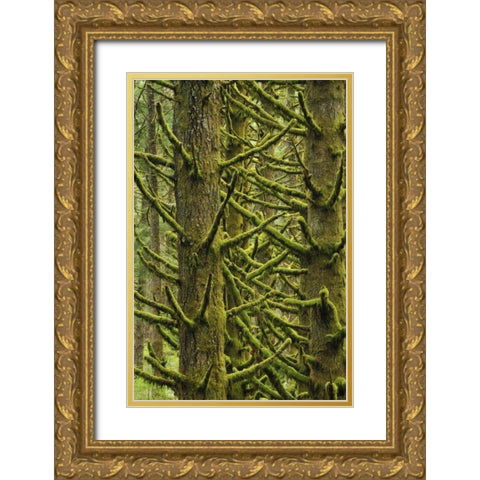 OR, Silver Falls Moss-draped Douglas fir trees Gold Ornate Wood Framed Art Print with Double Matting by Terrill, Steve