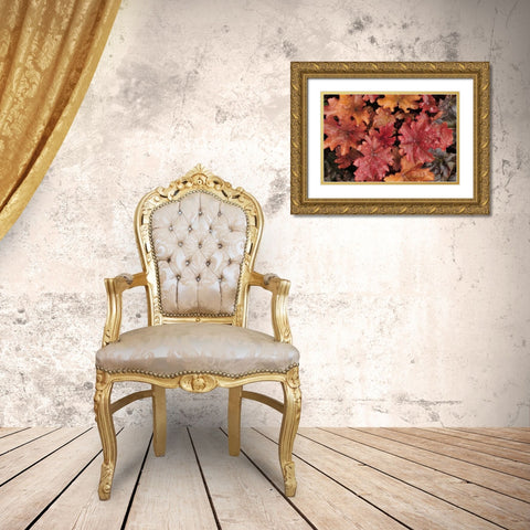 OR, Portland Foliage of peach flambe heuchera Gold Ornate Wood Framed Art Print with Double Matting by Terrill, Steve