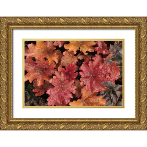OR, Portland Foliage of peach flambe heuchera Gold Ornate Wood Framed Art Print with Double Matting by Terrill, Steve