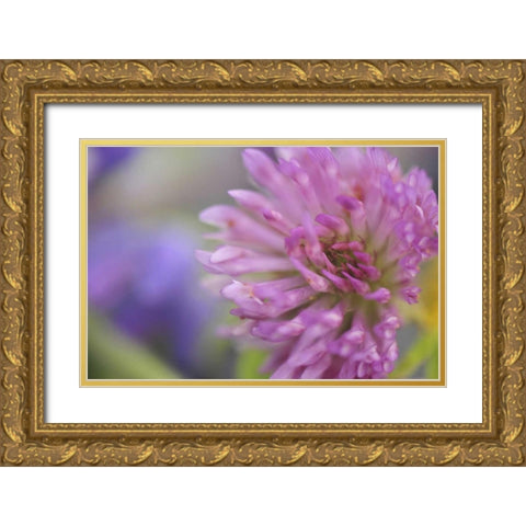 Oregon, Portland Close-up of pink clover bloom Gold Ornate Wood Framed Art Print with Double Matting by Terrill, Steve