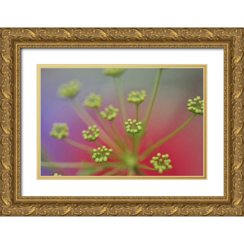 Oregon, Portland Queen Annes lace wildflower Gold Ornate Wood Framed Art Print with Double Matting by Terrill, Steve