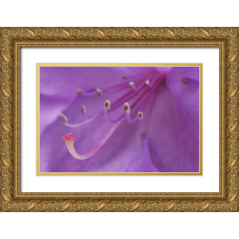 Oregon, Portland A rhododendron flower in garden Gold Ornate Wood Framed Art Print with Double Matting by Terrill, Steve