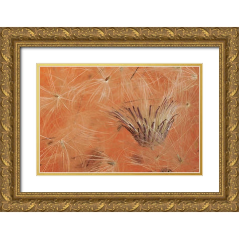 Oregon, Portland Close-up of salsify seed head Gold Ornate Wood Framed Art Print with Double Matting by Terrill, Steve